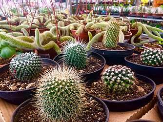 Comércio em alta: existem centenas de espécies de cactus disponíveis no mercado.