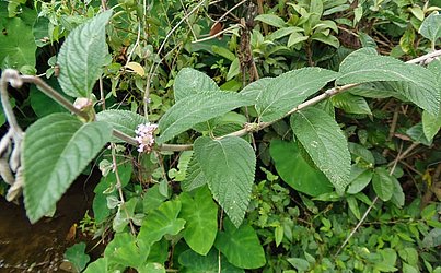 Erva-cidreira é muito conhecida como erva medicinal, também usada para dar sabor e aromatizar alimentos e bebidas. Pode ser cultivada em sombra parcial ou na luz direta, em um solo bem drenado irrigado com frequência