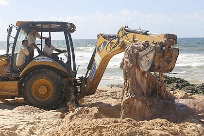 Restos de baleia encontrada morta no Jardim de Alah são retirados de praia 