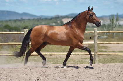 Associação leiloa amanhã sêmen de cavalos com lance mínimo de R$3 mil 