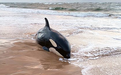Orca de duas toneladas encalha em Guarajuba: ‘Coisa bem rara’