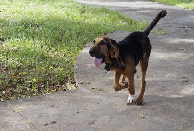 Hunter tem 4 meses e é da raça Bloodhound