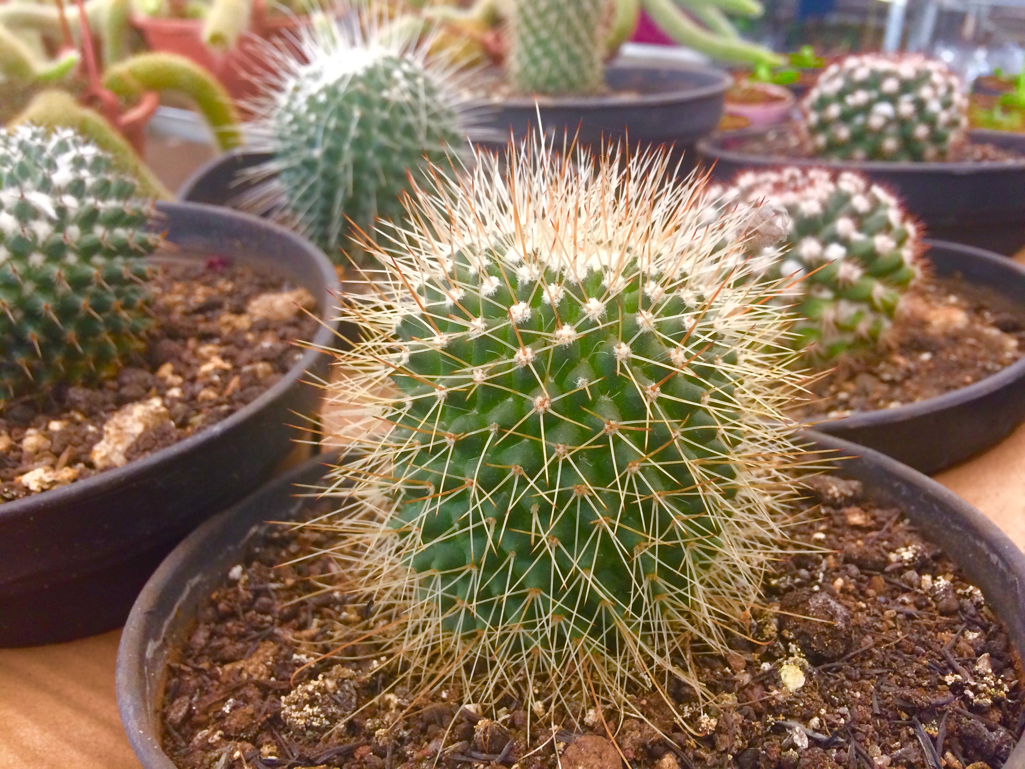 Típicos de regiões áridas, os cactus estão em ascensão nesta primavera