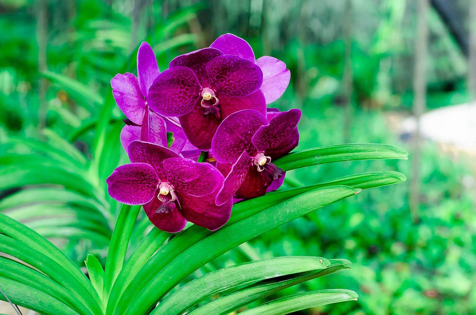 As Vandas são orquídeas exuberantes de raízes aparentes e suspensas.