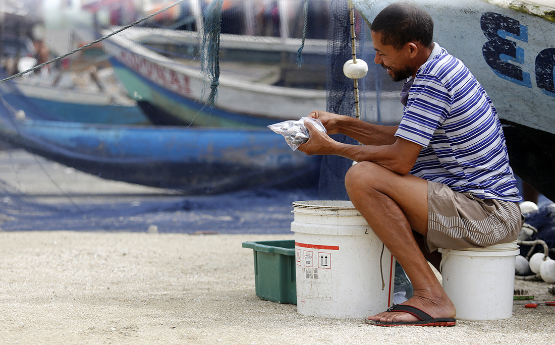 No Porto da Sardinha revendedores compram e tratam o peixe para ser revendido em outros locais da cidade.