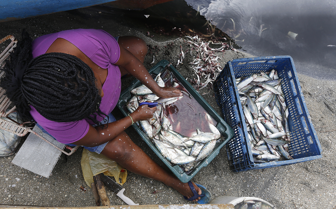 Tratadeiras, como Jucimeire dos Santos, ganham 20 reais para limpar 40 quilos de sardinha.