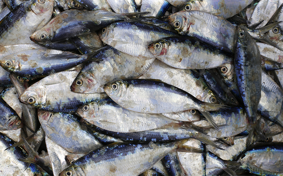 A sardinha já chegou a ser vendida por 30 centavos o quilo no Porto das Sardinhas.
