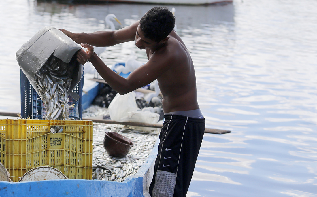O peixe é vendido em caixas diretamente do barco.