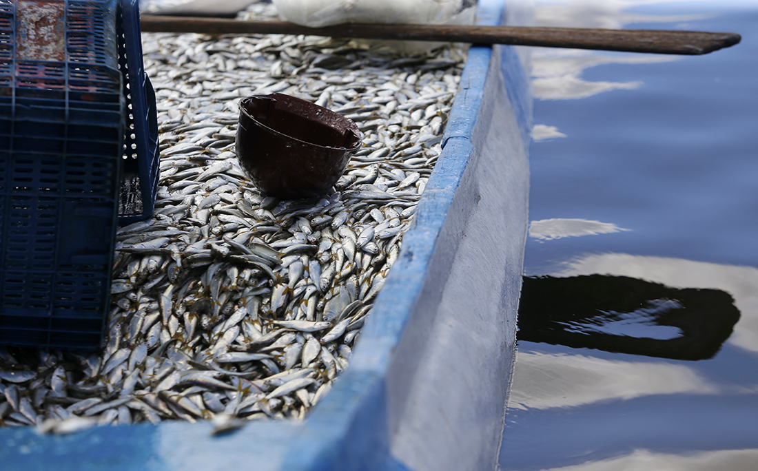 Diariamente são vendidas 10 toneladas de sardinha.