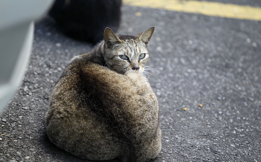 Mais de 100 gatos foram alvos de envenenamento e mutilações no Conjunto Habitacional Reitor Edgar Santos, no Engenho Velho de Brotas.