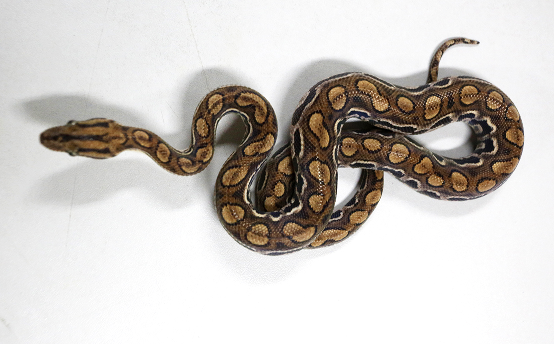 O Núcleo abriga pouco mais de 30 serpentes exóticas como a jiboia arco-íris.