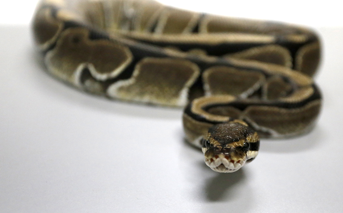 Entre as cobras exóticas está a Piton Regius.