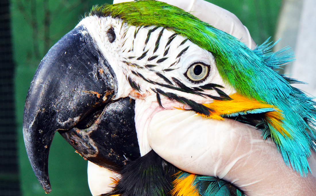 As pesquisas compararam 10 espécies de animais, incluindo tartarugas marinhas, corujas, araras, cavalos, cães e jacarés.