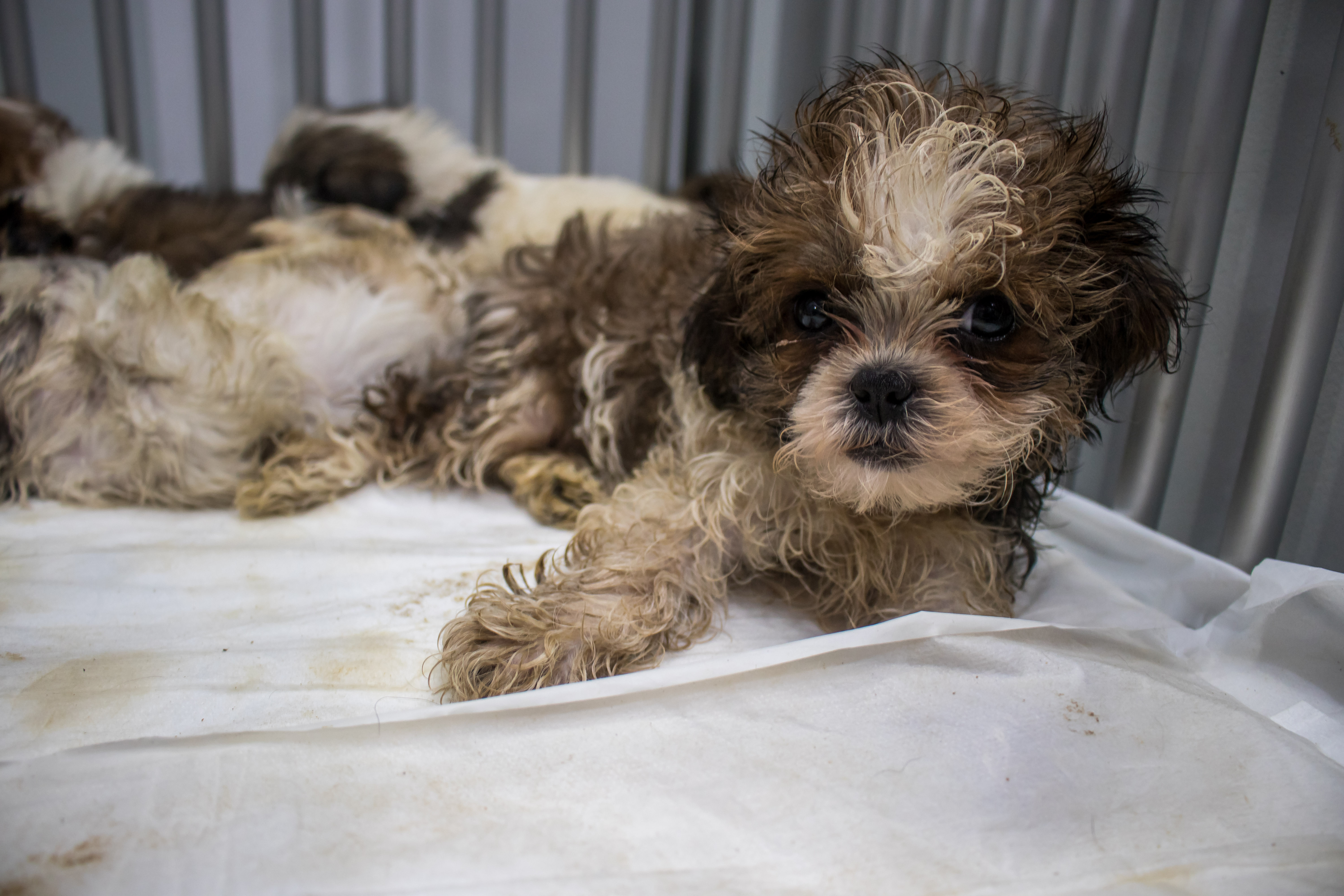 Apos Maus Tratos 36 Filhotes De Shih Tzu Apreendidos Sao Liberados Para Compradores Jornal Correio